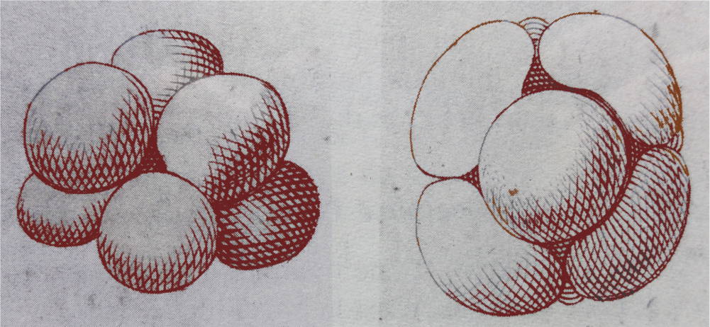 Deux modèles de globules de levures de bière.